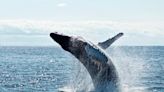 Tellor’s (TRB) market value doubles within a week amid surged whale activity | Invezz