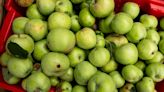 Portland Is Battling Food Waste — And Climate Change — With Fruit Trees