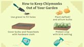 How to Keep Chipmunks Out of Your Garden