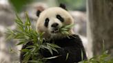 2 new giant pandas coming to the National Zoo from China