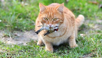 Cats should wear bells to stop them killing birds, says Natural England chair
