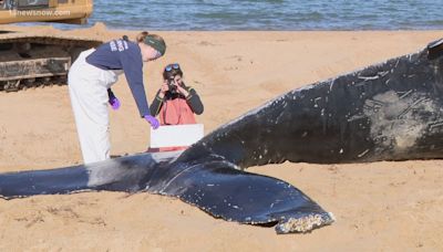 No, there isn't evidence that offshore wind projects are causing recent Virginia whale deaths