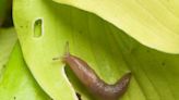 Gardening fans share genius 55p trick to stop slugs from eating your plants