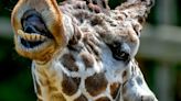 Peoria Zoo's 'gentle giant' giraffe Taji has been euthanized after broken bone