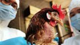 ¿Va a suceder otra vez? Recomendaciones para evitar contagiarte de gripe aviar A H5N2