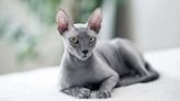 32 things you need to know about sphynx cats
