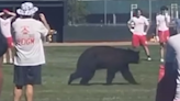 Video shows black bear cross Tahoe-area high school football field during practice