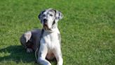 Great Dane and Mini Horse BFFs Go Viral for Looking Like Identical Twins