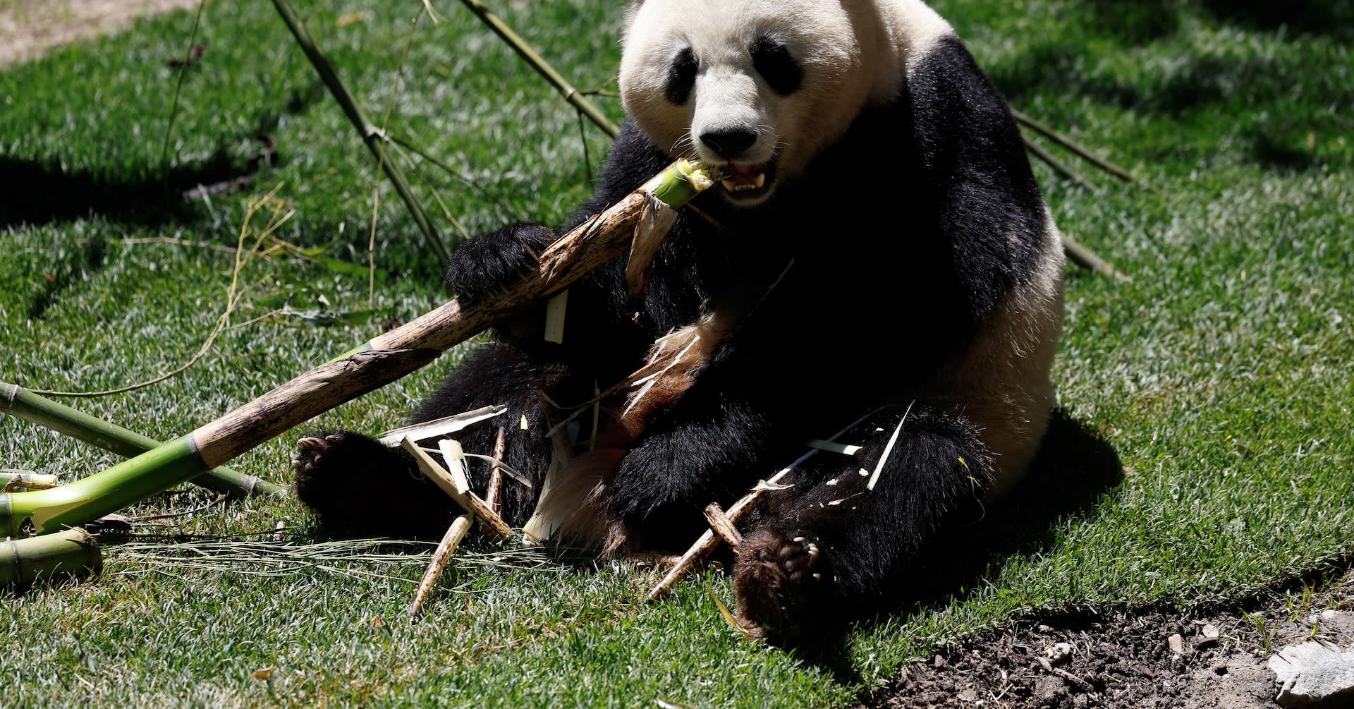 Madrid's zoo welcomes new giant panda bear couple