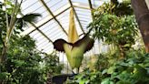 Extraordinary "Corpse Flower" Blooms In Kew Gardens And We Were There To See It