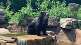 Bear at Saint Louis Zoo escapes, prompting lockdown