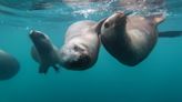 Lo que sugiere sobre la gripe aviar la muerte masiva de lobos marinos en las playas de Perú