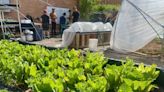 'Farming with a social mission': Ex-chemical engineer hopes to change lives through urban farm