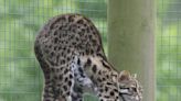 Leopard cats, tapir and wallabies at home at Sussex nature centre