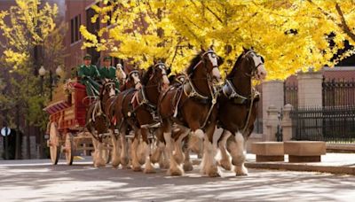 Rare visit to NJ: Budweiser Clydesdales parade through Margate today