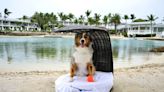 Todos, el perro incluido, a celebrar el 40 aniversario de Hawks Cay Resort & Marina