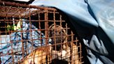 South Korea passes law banning dog meat trade