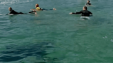 Surfers Dispute Mystery Sea Creature at Crowded Surf Break in Australia