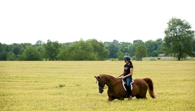 West Nile Virus, Equine Encephalitis detected in Kalamazoo County horse