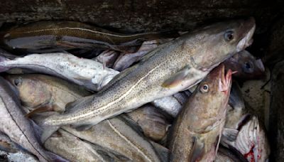 Canada ends cod moratorium in Newfoundland after more than 30 years