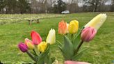 Here's your chance to pick fresh tulips before they're gone at this Mass. garden