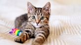 Six of the cutest kitten breeds perfect for cosy living quarters