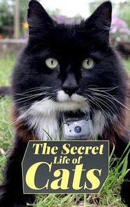 The Secret Life of Cats