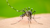 El Gobierno plantea una “estrategia focalizada” contra el dengue - Diario Hoy En la noticia