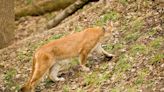 'A noticeable uptick': Cougar sightings increasing in Missouri