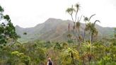 ‘Innocuous-looking’ fern wins world record for largest genome | FOX 28 Spokane