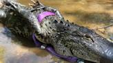 Trappers wrangle ‘dangerous’ 9-foot gator named ‘Sergeant’ in Thonotosassa