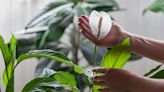 Gardening expert on how peace lilies flourish when kitchen scrap added to water