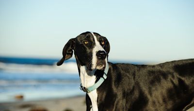 Rescued Great Dane Refuses To Eat Until His Tiny Human Sister Steps In