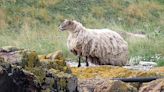 Britain’s ‘loneliest sheep’ stranded on Scottish cliff for two years