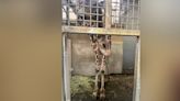 Columbia firefighters help giraffes at Riverbanks Zoo