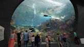 A peek at Seattle Aquarium's Ocean Pavilion expansion that opens Aug. 29