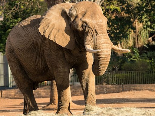 WATCH: Charlie the elephant enjoys first mud bath after 40 years in captivity