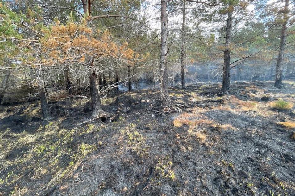 In pictures: Wildfire-hit nature reserve a year on