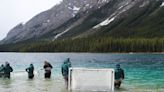 Beyond Local: Reintroduction of at-risk fish in Banff National Park creek ‘historic conservation milestone’