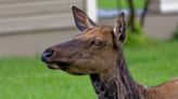 Curious elk spotted browsing tote bags in Estes Park after visiting jerky store