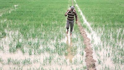 Punjab farmers to receive Rs 7,000 per acre for crop diversification