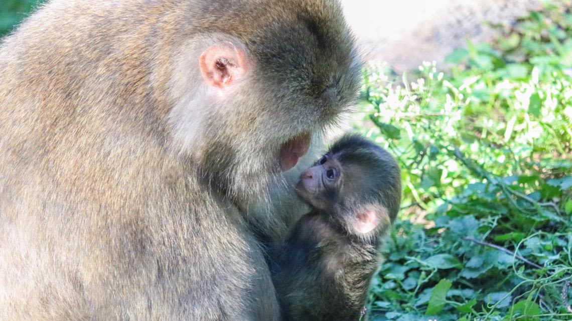 Blank Park Zoo welcomes new baby snow monkey