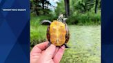 Wildlife experts advise residents not to take turtles as pets in Vermont, New York