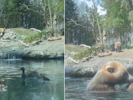 Seattle zoo responds to bear eating ducklings: It's 'the circle of life'