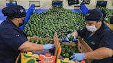 Sale primer embarque con 220 toneladas de aguacate de Jalisco a EU