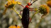 Don't get burned by blister beetles. What to know about the toxic pests