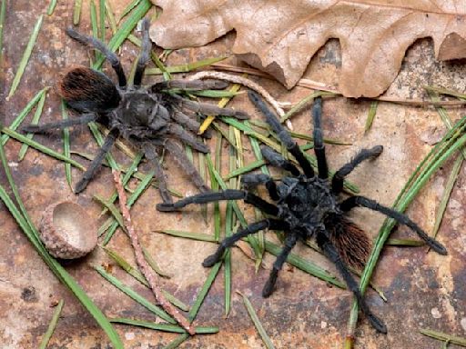 New tarantula species discovered in southeastern Arizona, study says