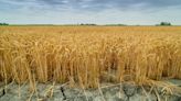 La sequía agrícola en Europa es cada vez más frecuente, intensa y duradera