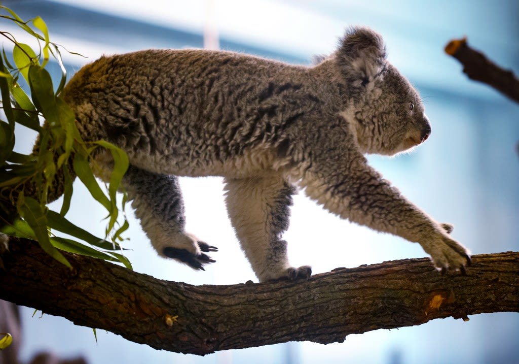 Vintage Chicago Tribune: Koala-crazy — A look back at when Lincoln Park Zoo welcomed the marsupials in 1988