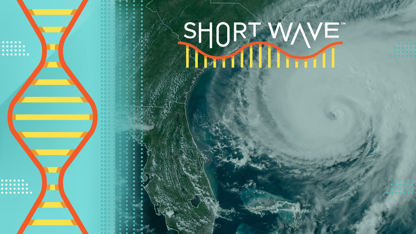 We're in for a brutal hurricane season, according to predictions : Short Wave